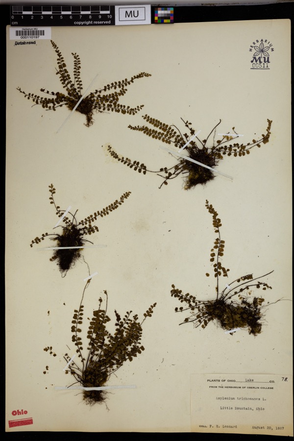 Specimen of Asplenium trichomanes L.