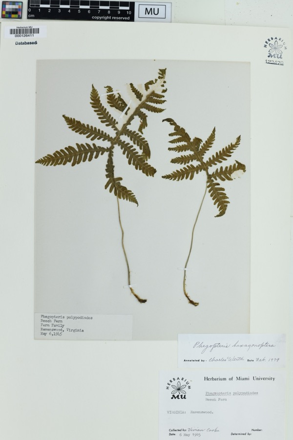 Specimen of Phegopteris hexagonoptera (Michx.) Fée