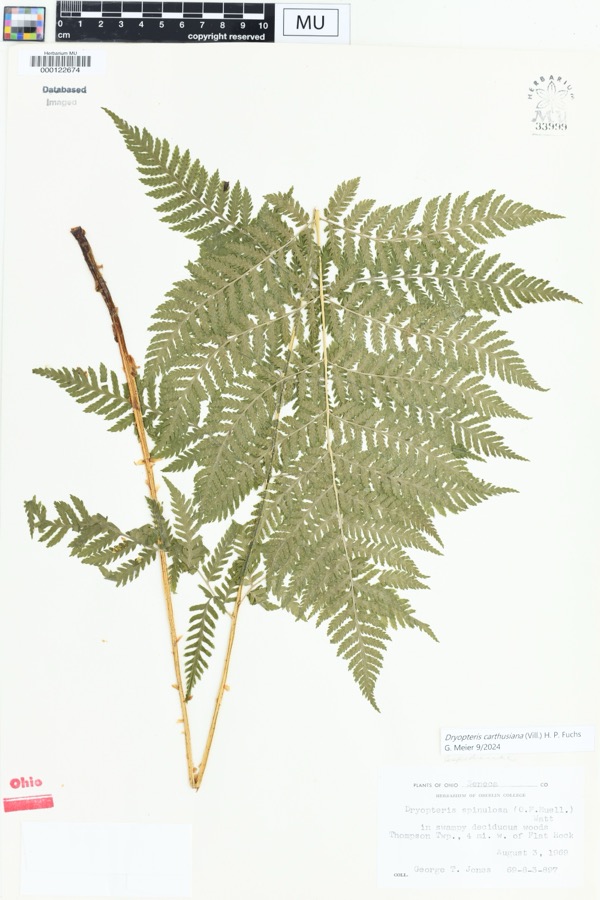Specimen of Dryopteris spinulosa (O.F.Müll.) Watt