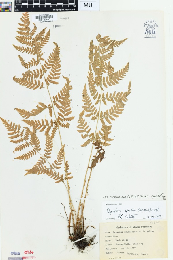 Specimen of Dryopteris spinulosa (O.F.Müll.) Watt