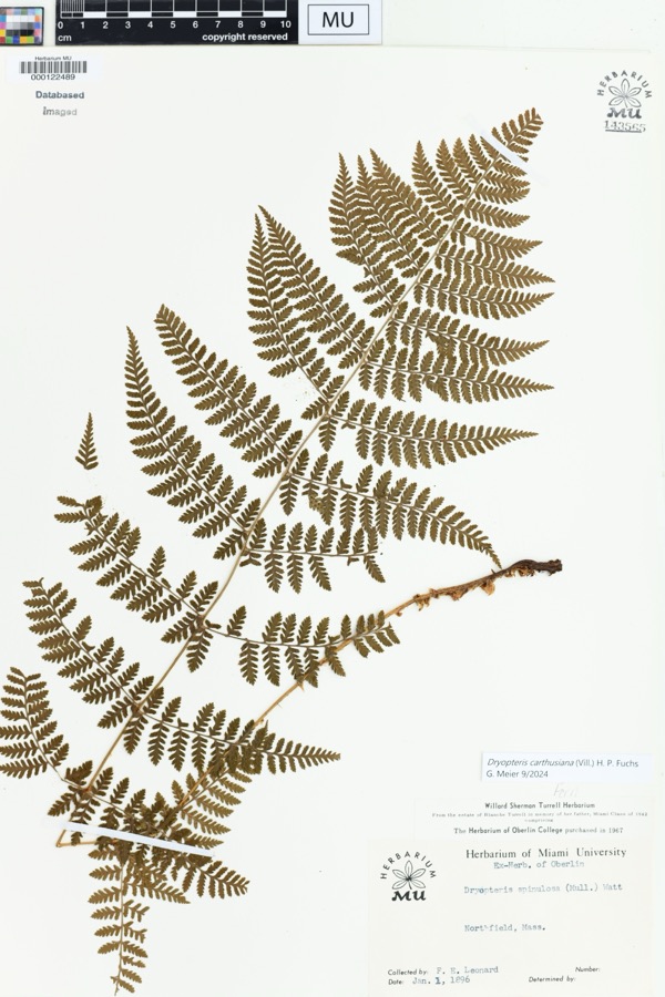 Specimen of Dryopteris spinulosa (O.F.Müll.) Watt