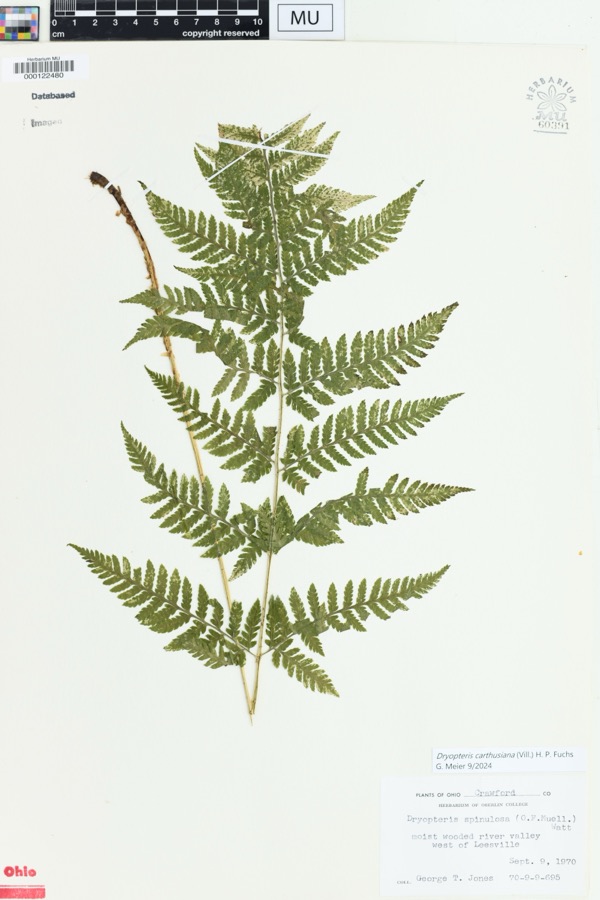 Specimen of Dryopteris spinulosa (O.F.Müll.) Watt