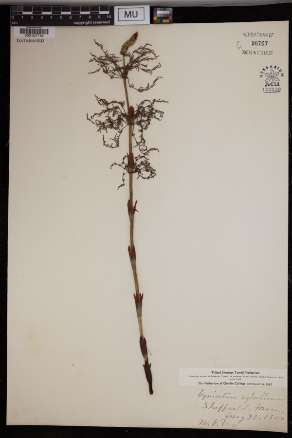 Specimen of Equisetum sylvaticum L.