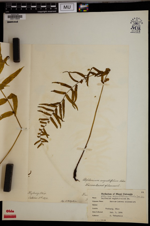 Specimen of Athyrium pycnocarpon (Spreng.) Tidestr.