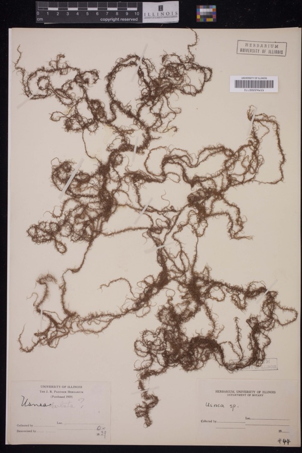 Specimen of Usnea Dill. ex Adans., 1763