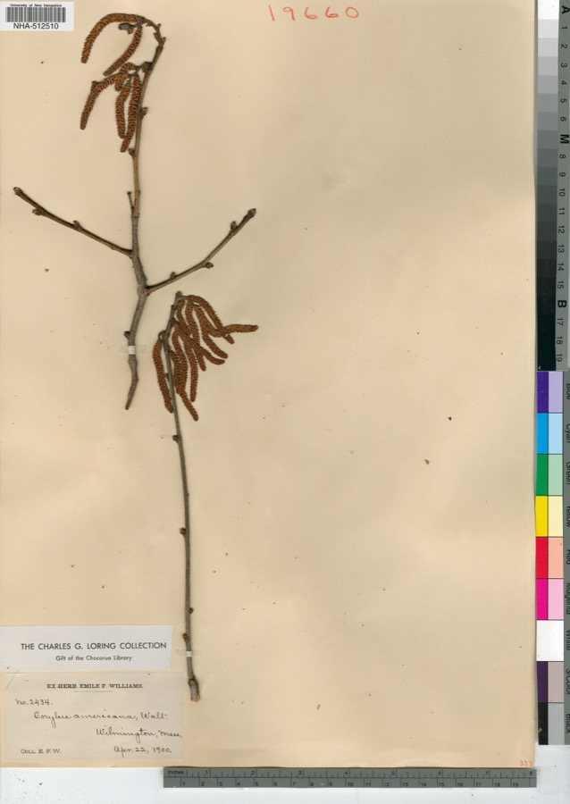 Specimen of Corylus americana Walter