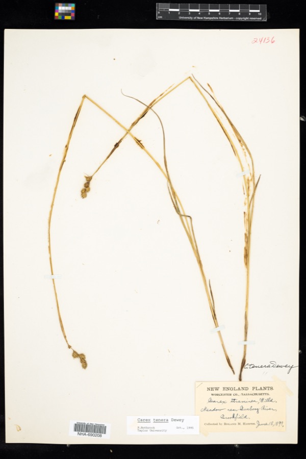 Specimen of Carex tenera var. tenera