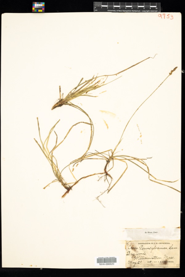 Specimen of Carex pensylvanica Lam.