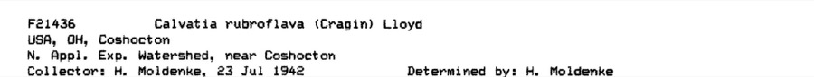 Specimen of Calvatia rubroflava (Cragin) Lloyd