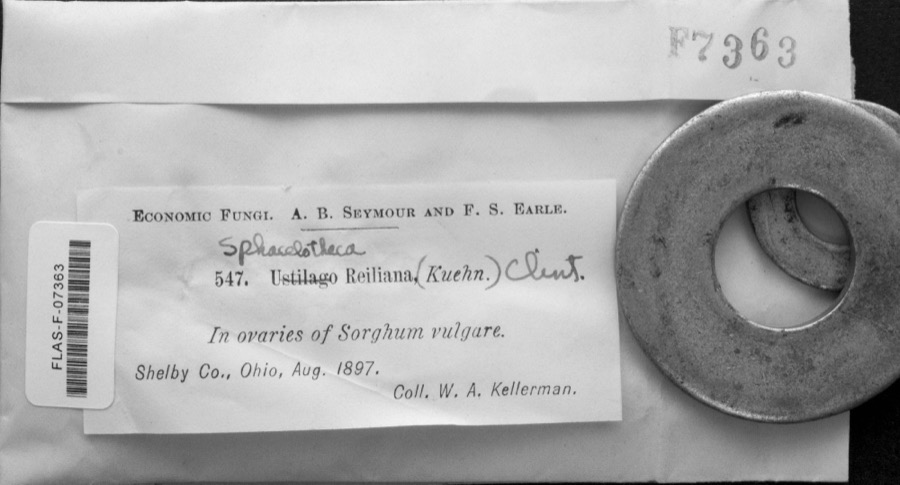 Specimen of Sphacelotheca reiliana (J.G.Kühn) G.P.Clinton
