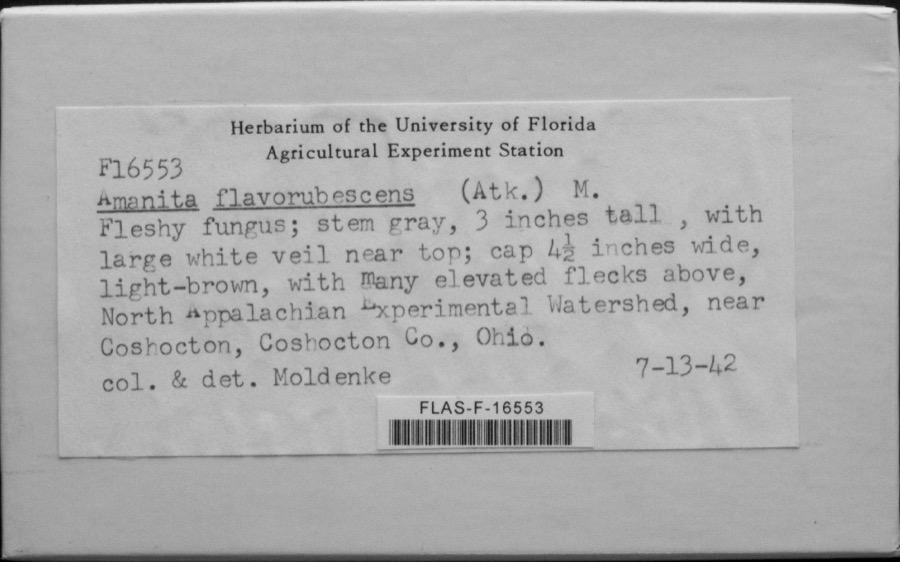 Specimen of Amanita flavorubescens G.F.Atk.