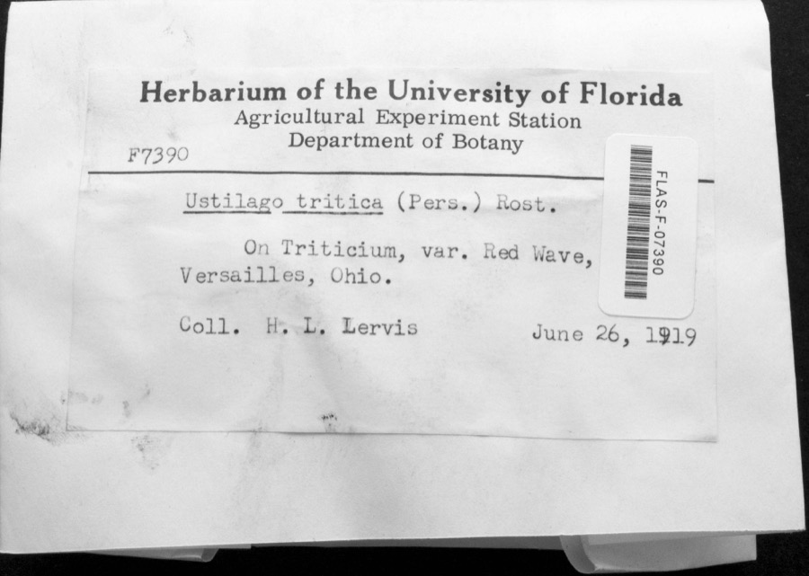 Specimen of Ustilago tritici (Bjerk.) Rostr.
