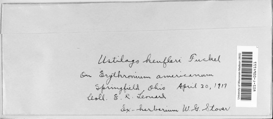 Specimen of Ustilago heufleri Fuckel