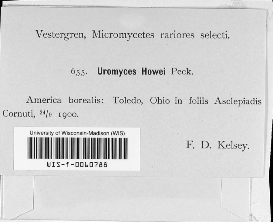 Specimen of Uromyces asclepiadis Cooke