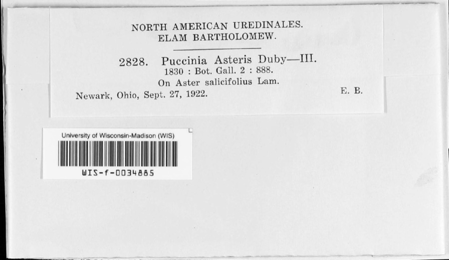 Specimen of Puccinia asteris Duby
