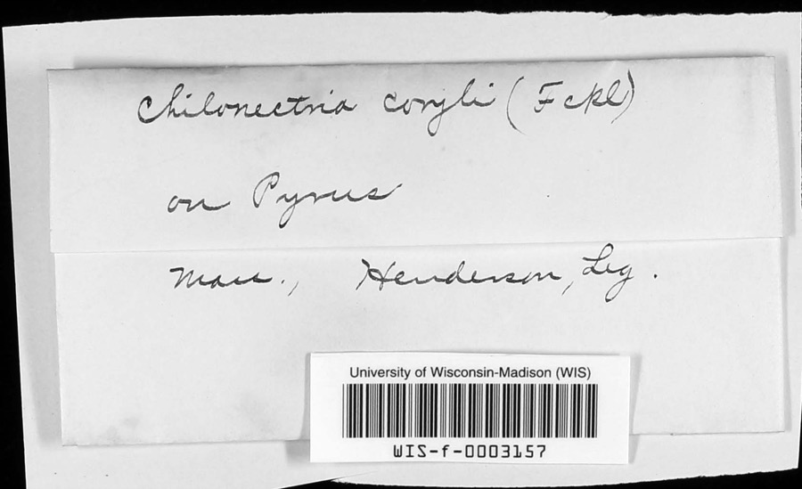 Specimen of Chilonectria coryli (Fuckel) Ellis & Everh.