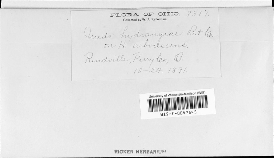 Specimen of Pucciniastrum hydrangeae (Magnus) Arthur