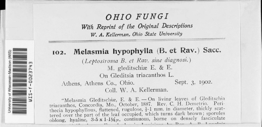 Specimen of Melasmia Lév., 1846