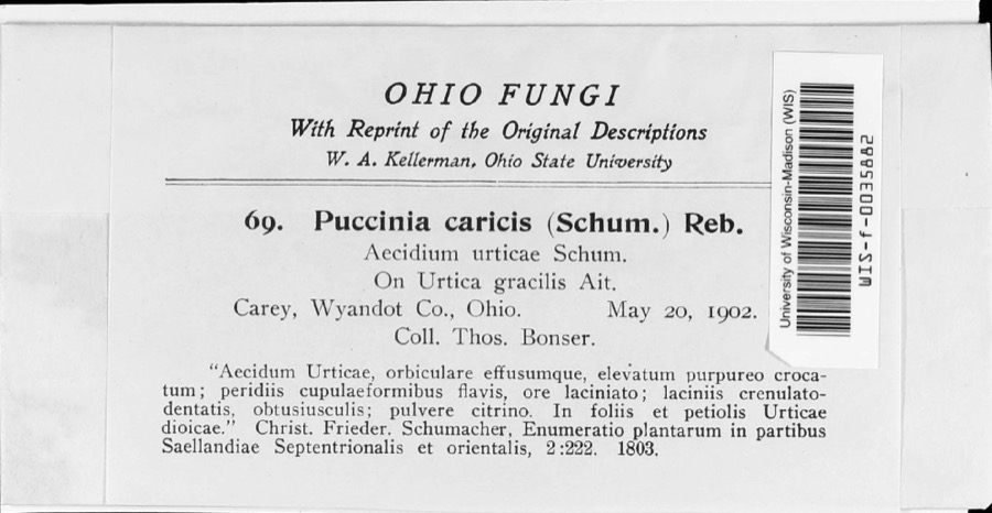 Specimen of Puccinia caricina DC.