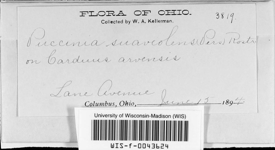 Specimen of Puccinia P.Micheli ex Haller, 1768