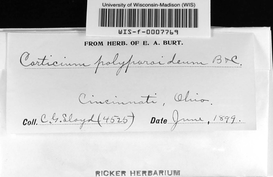 Specimen of Corticium polyporoideum Berk. & M.A.Curtis