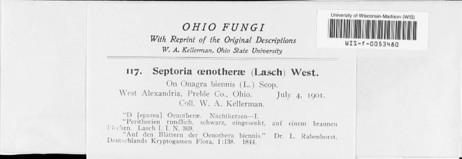 Specimen of Septoria oenotherae Westend.