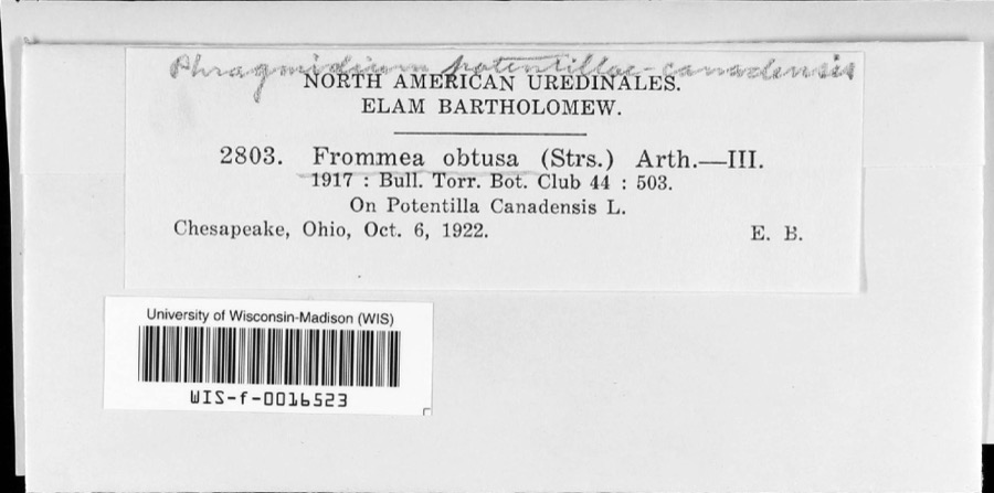 Specimen of Frommea obtusa (F.Strauss) Arthur