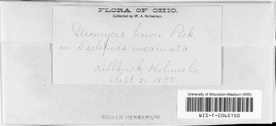 Specimen of Uromyces asclepiadis Cooke