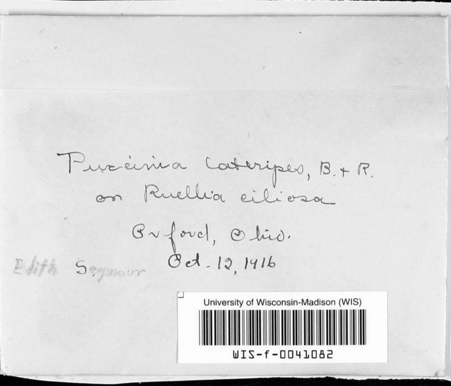 Specimen of Puccinia lateripes Berk. & Ravenel