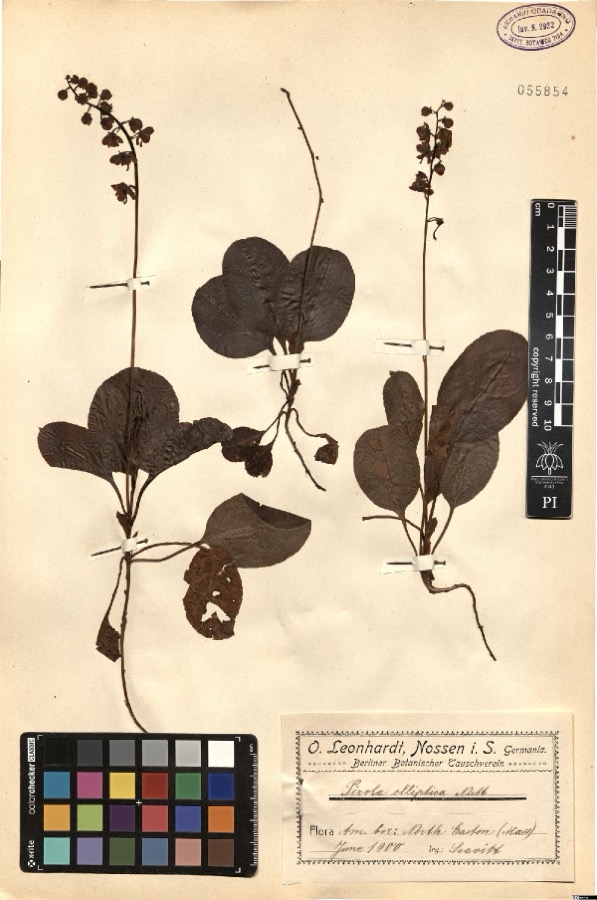 Specimen of Pyrola elliptica Nutt.