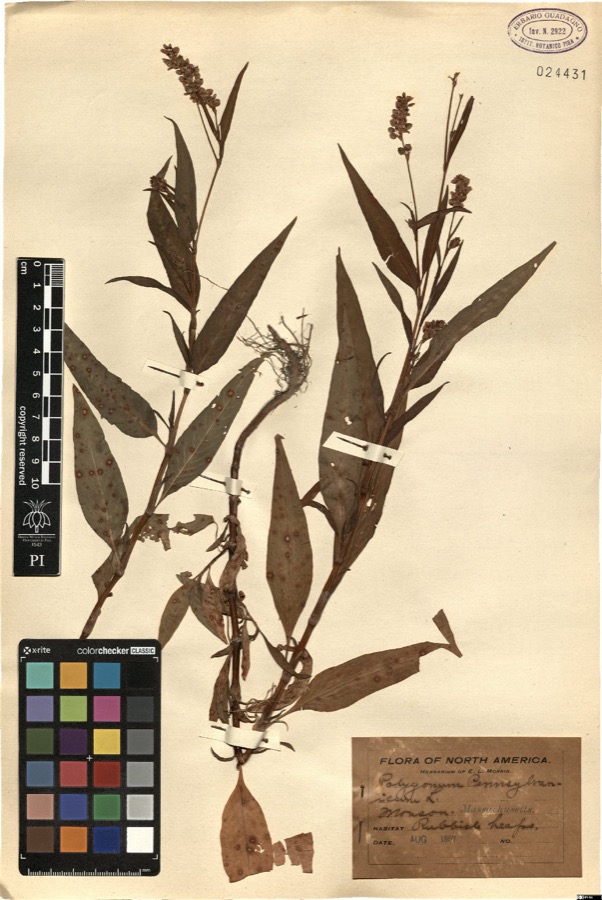 Specimen of Polygonum pensylvanicum L.