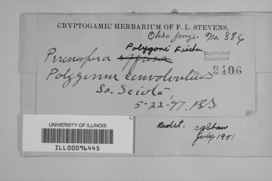 Specimen of Peronospora polygoni Halst.