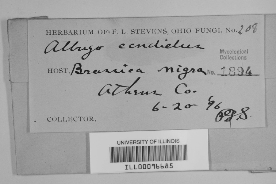 Specimen of Albugo candida (Pers. ex J.F.Gmel.) Roussel