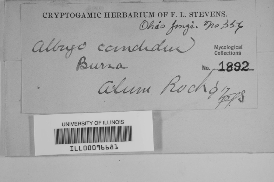 Specimen of Albugo candida (Pers. ex J.F.Gmel.) Roussel