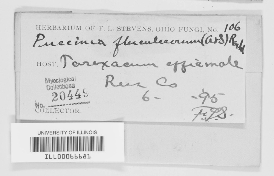 Specimen of Puccinia flosculosorum Röhl., 1813