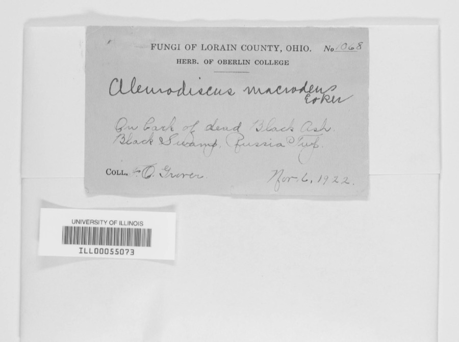 Specimen of Aleurodiscus macrodens Coker