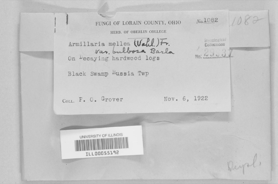 Specimen of Armillaria mellea var. bulbosa Barla
