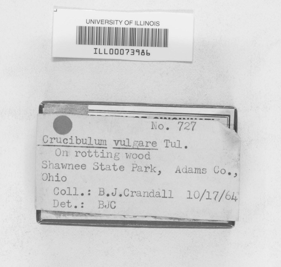 Specimen of Crucibulum vulgare Tul. & C.Tul.
