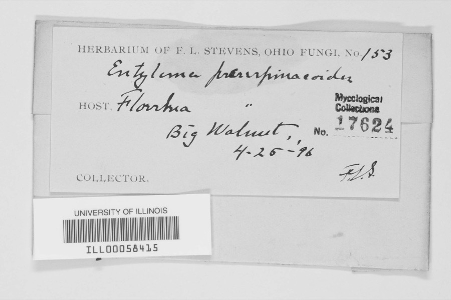 Specimen of