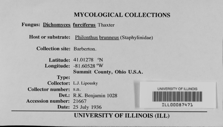 Specimen of Dichomyces furciferus Thaxt.