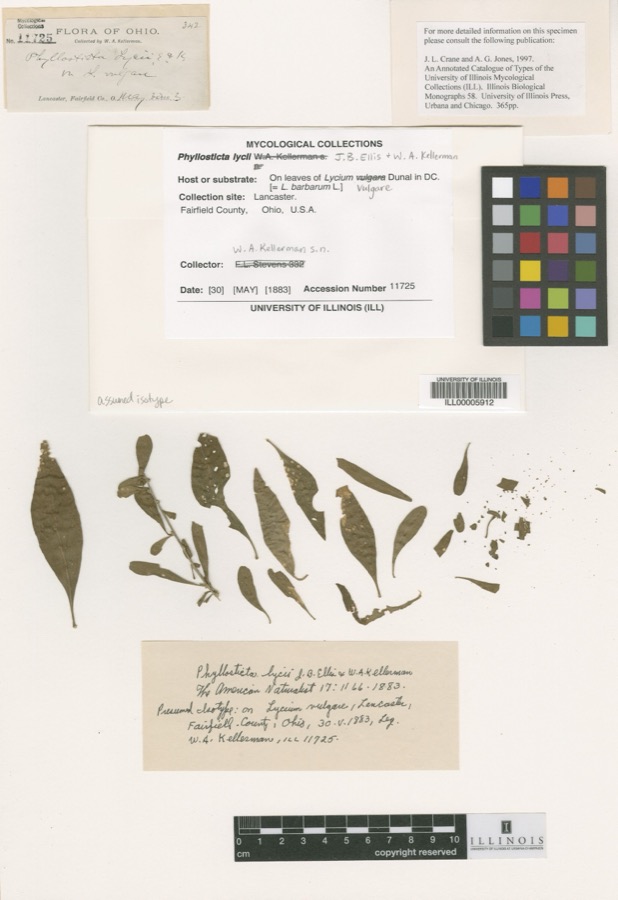 Specimen of Phyllosticta Pers., 1818